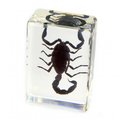 Ed Speldy East ED SPELDY EAST PW113 Paperweight  small  Black Scorpion PW113